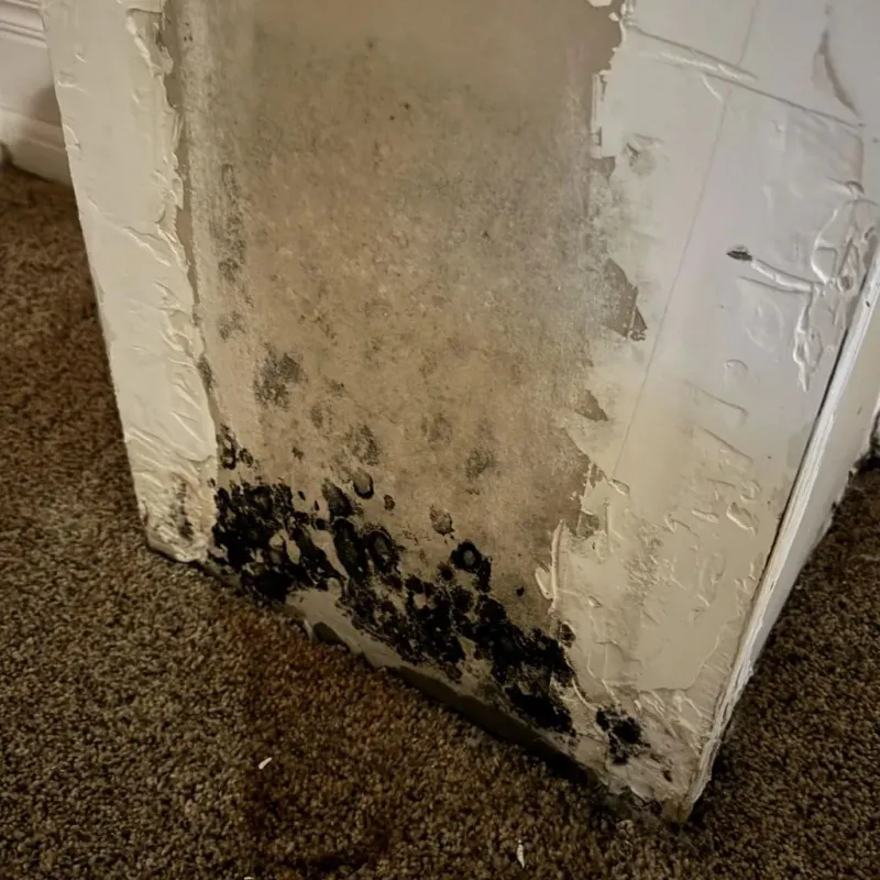 Professional Mold Removal in Montgomery, WV